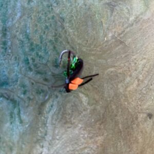 Fly 2